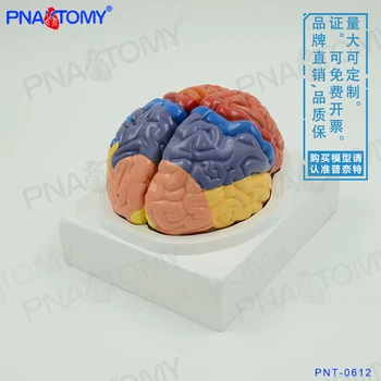Цветна модел на структура на мозъка, Нейроцеребральное Функционално зониране кора, Анатомическая модел, Медицинска Психология, неврология, мозъка