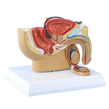 Модел сагиттального разреза на таза при мъжете 1: 2, Тестикулярная простата, на пикочния мехур, Ректальная мочевыделительная система